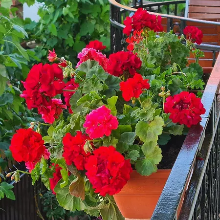 Casa Bianca Pensión